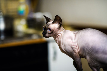 sphinx cat at home