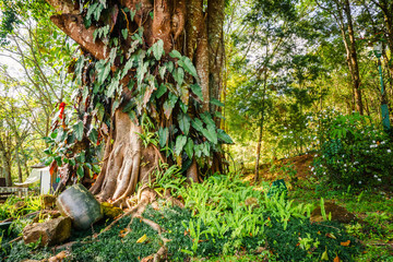 huge tree stalk in the middle of bamboo forest