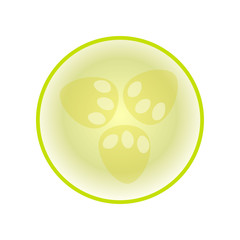 Green fresh zucchini half isolated on white background