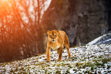 Portrait of a lioness