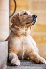 Young golden retriever on a stairway