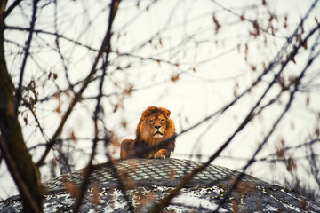 Beautiful Mighty Lion