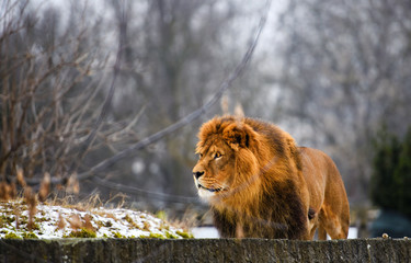 Beautiful Mighty Lion