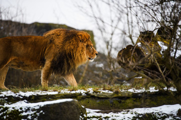 Beautiful Mighty Lion
