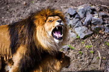 Beautiful Mighty Lion