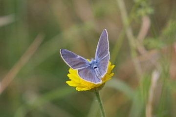 bläuling
