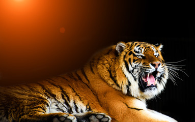 Beautiful Amur tiger