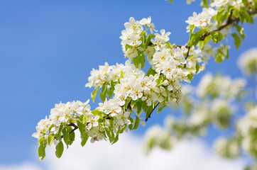 Blooming tree branches with white flowers