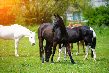 Obraz na płótnie Canvas horse with long mane on pasture against beautiful blue sky