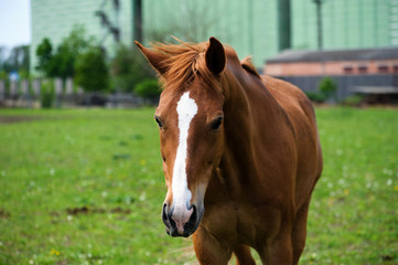 Naklejka na ściany i meble horse with long mane on pasture against beautiful blue sky