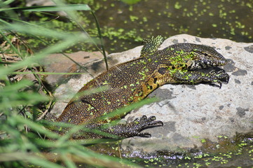 Rock Monitor  Legavaan on the Rocks