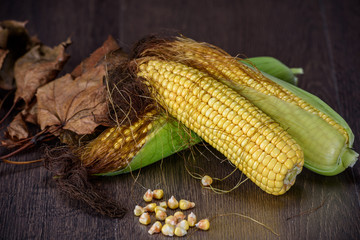 Ripe corn cobs on a dark wooden background.