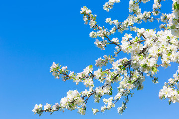 Blooming tree branches with white flowers