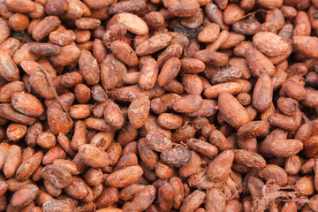 semillas de cacao Orgánico 