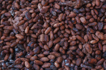 Semilla de Cacao Orgánico 