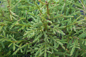 Green pine, close up