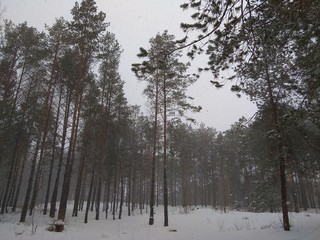 Зима.сосны.россия