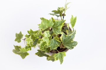 Green plant (ivy) on the white ground