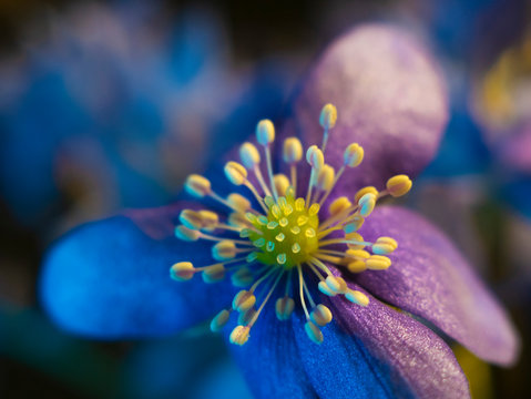 violet blue flowers macro photo. Flower buds closeup