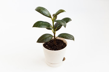 Ficus leaves with water drops on the white ground