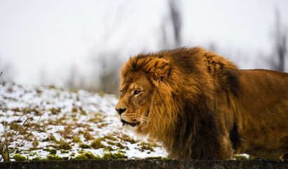 Beautiful Mighty Lion