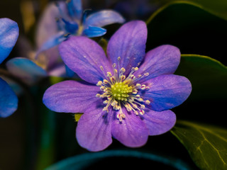 violet blue flowers macro photo. Flower buds closeup