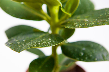 Fototapeta na wymiar Water drops on the plant leaves, close up