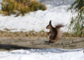 squirrel on a branch