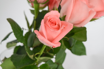 Bouquet of pink roses. Fragment of flowers close-up, open buds on a white background.