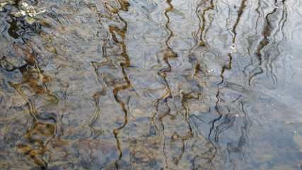 The reflection of trees in the water