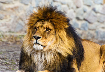 Fototapeta premium Beautiful Mighty Lion