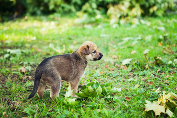 Light brown puppy in the green grass