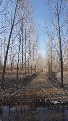 road in winter aspen forest