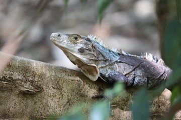 Jungle Iguana