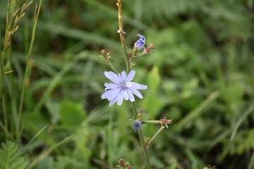 purple meadow flower