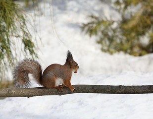 Naklejka na ściany i meble red squirrel eating a nut