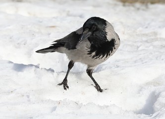 crow on the snow