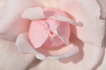 Texture of delicate pastel pink rose flower with open petals close-up