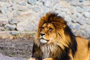 Beautiful Mighty Lion
