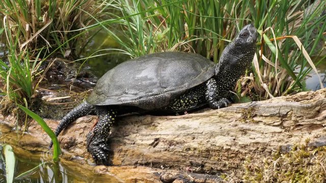 Europ&auml;ische Sumpfschildkr&ouml;te, M&auml;nnchen sitzt in der Sonne