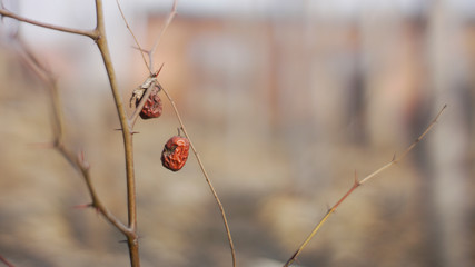 red jujubes on a branch