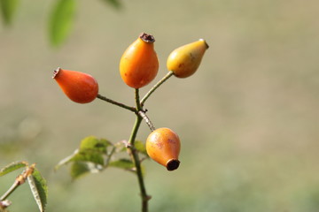 Allergie-Auslöser Hagebutte