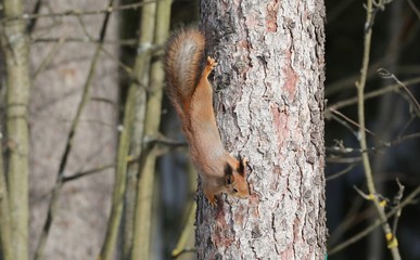 squirrel on a tree