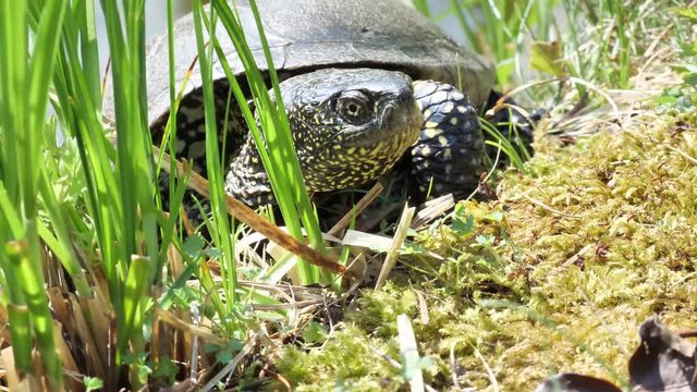 Europ&auml;ische Sumpfschildkr&ouml;te am Ufer, gehen, Portrait, mehrere Szenen