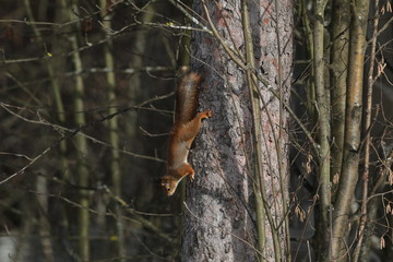 squirrel on a tree