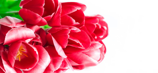 Pink tulip flowers corners isolated on white background