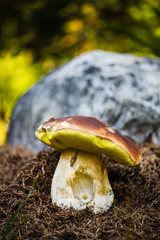 Boletus on moss in forest. Mushrooms searching and picking in forest. Boletus edulis is edible mushroom. Healthy and delicious food.