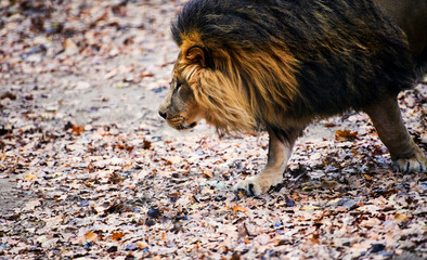 Beautiful Mighty Lion running to her lioness