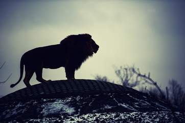 Beautiful Mighty Lion