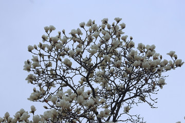 초봄 목련꽃